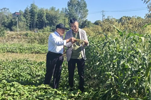 北粮南种喜获丰收 试验田种出“溧阳红高粱”