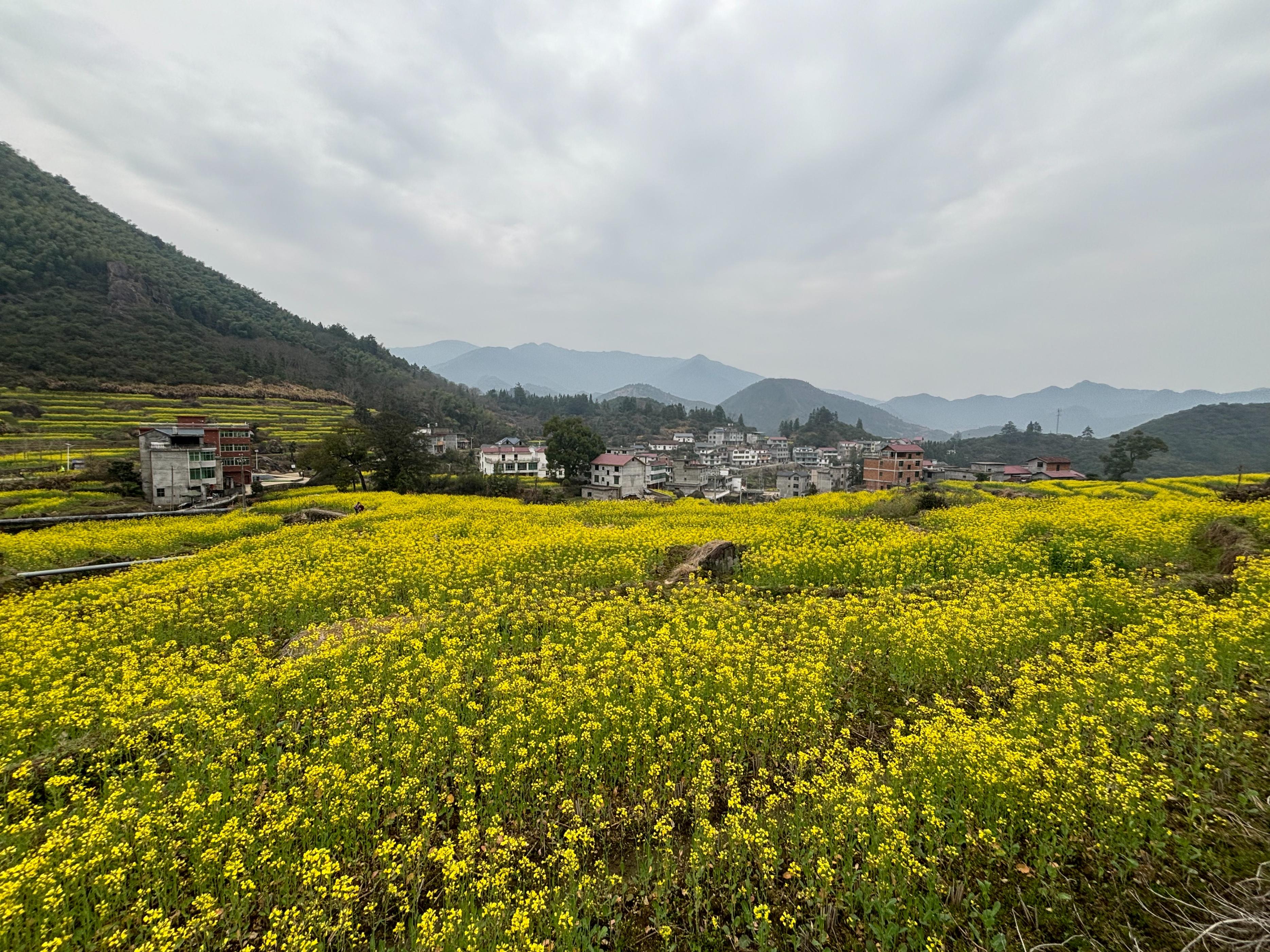 江西上饶：梯田花海春意浓