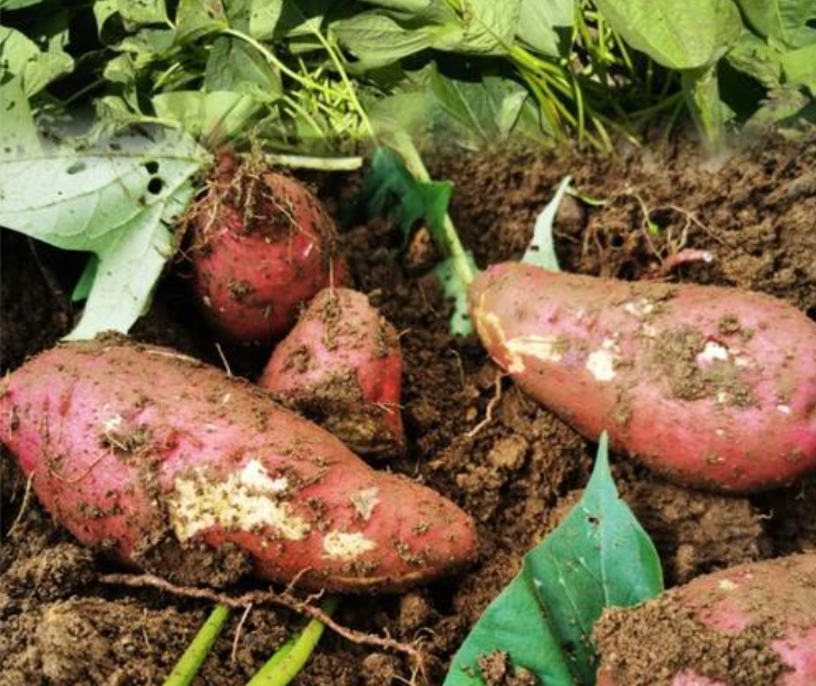 深耕农业：南充市高坪区应洪农业开发有限公