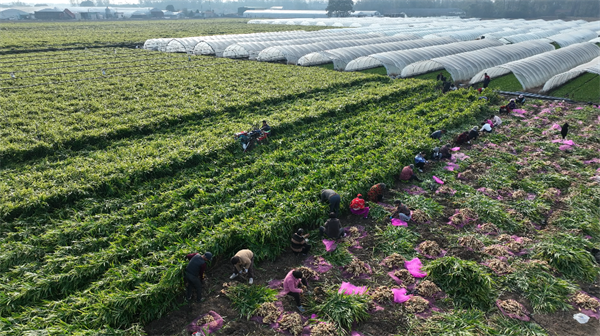 1763163867372314.png 图片2.png